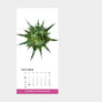 Krautkalender 2022