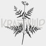 Motiv vom Adlerfarn (Pteridium aquilinum)
