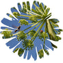 Krauthemd Angelica