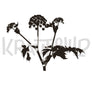 Krauthemd Angelica