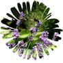 Lavendel bei KRAUTWILD