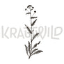 Krautsack Schafgarbe