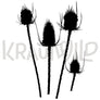 Bild wilde Karde (Dipsacus fullonum)